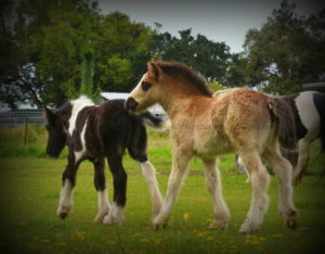 gypsy cob for sale, gypsy horse for sale australia