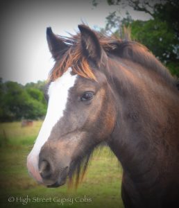 gypsy cob for sale, the lioness, ypsy vanner, high street gypsy cobs australia, gypsy horse