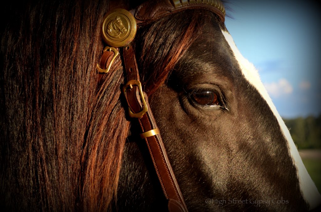 gypsy cob for sale, high street gypsy cob