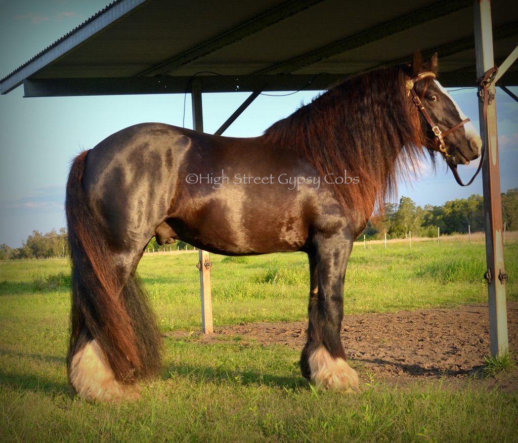 gypsy cob for sale, high street gypsy cob