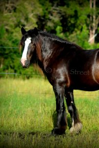 gypsy cob for sale, high street gypsy cob