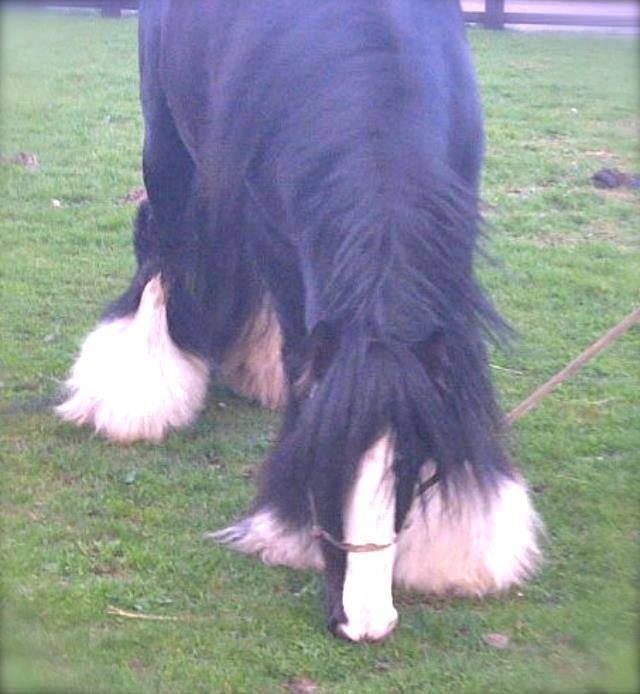 SIRE: The Original Horseshoe Stallion Imp UK
