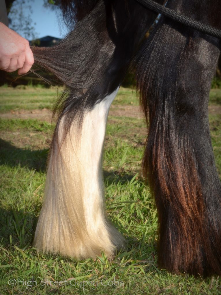 High Street's Horseshoe's The Black Madonna For Sale, gypsy cob for sale australia, high street gypsy cobs, heavy horses australia, gypsy vanner, Irish Tinker, Romany Cob,