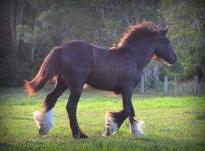 High Street's Horseshoe's The Black Madonna For Sale, gypsy cob for sale australia, high street gypsy cobs, heavy horses australia, gypsy vanner, Irish Tinker, Romany Cob, 