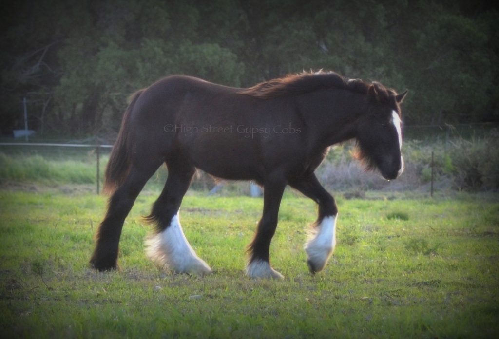 High Street's Horseshoe's The Black Madonna For Sale, gypsy cob for sale australia, high street gypsy cobs, heavy horses australia, gypsy vanner, Irish Tinker, Romany Cob, black gypsy cob, gypsy cob filly, gypsy cob stud australia, The Horseshoe Stallion, Horses for sale australia 