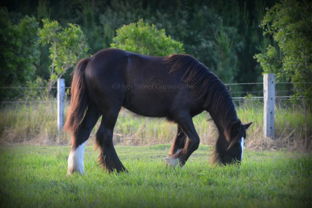 High Street's Horseshoe's The Black Madonna For Sale, gypsy cob for sale australia, high street gypsy cobs, heavy horses australia, gypsy vanner, Irish Tinker, Romany Cob, black gypsy cob, gypsy cob filly, gypsy cob stud australia, The Horseshoe Stallion, Horses for sale australia 