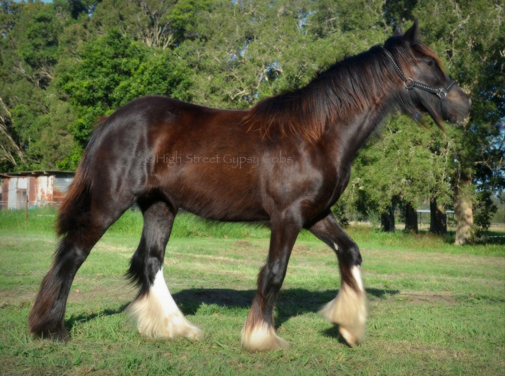 High Street’s Horsehoe’s The Black Madonna – Purebred Gypsy Cob Filly ...