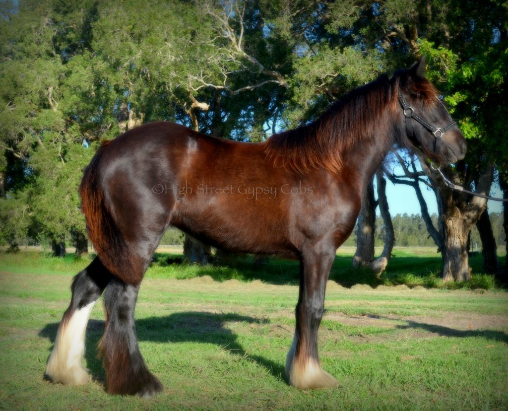 High Street's Horseshoe's The Black Madonna For Sale, gypsy cob for sale australia, high street gypsy cobs, heavy horses australia, gypsy vanner, Irish Tinker, Romany Cob, black gypsy cob, gypsy cob filly, gypsy cob stud australia, The Horseshoe Stallion, Horses for sale australia 