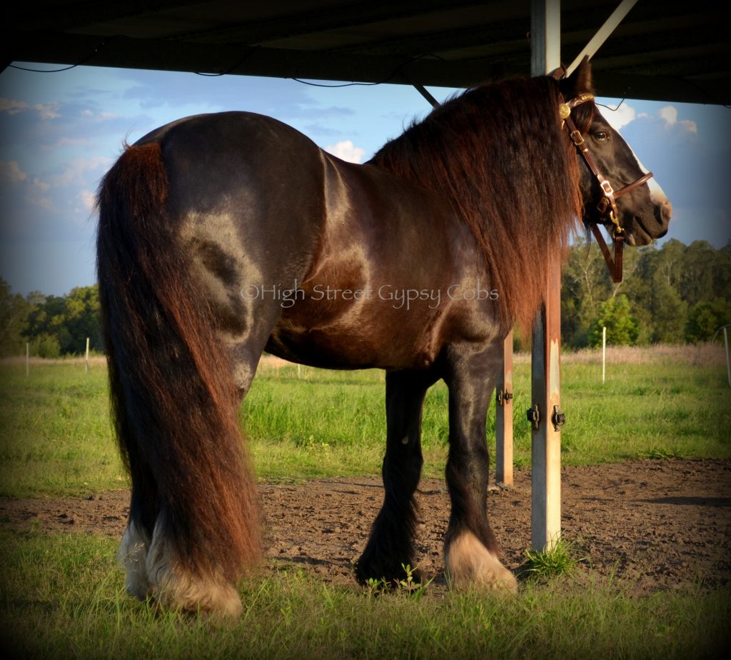 gypsy cob for sale, high street gypsy cob