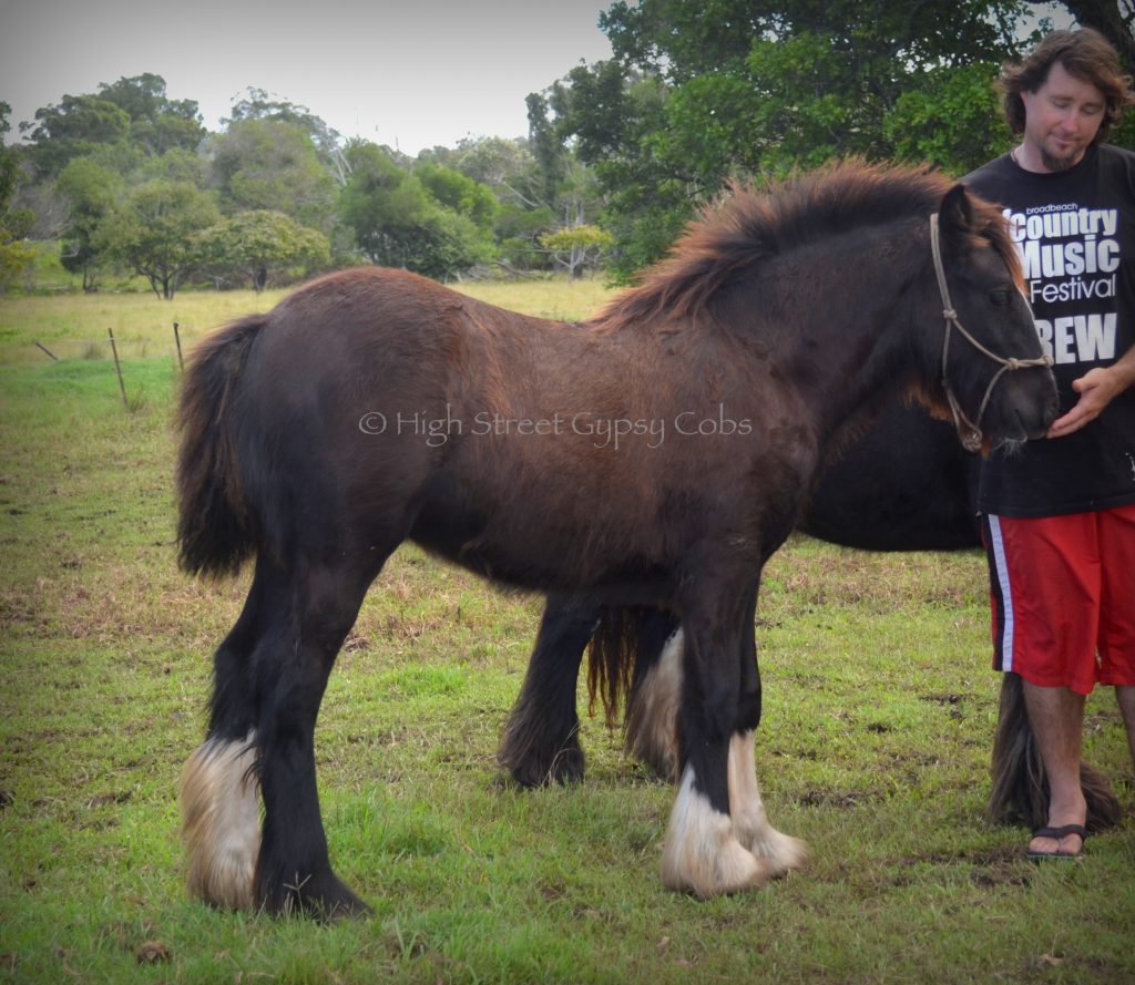 High Street's Horseshoe's The Black Madonna For Sale, gypsy cob for sale australia, high street gypsy cobs, heavy horses australia, gypsy vanner, Irish Tinker, Romany Cob, black gypsy cob, gypsy cob filly, gypsy cob stud australia, The Horseshoe Stallion, Horses for sale australia 